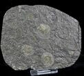 Dactylioceras Ammonites - Posidonia Shale #23110-1